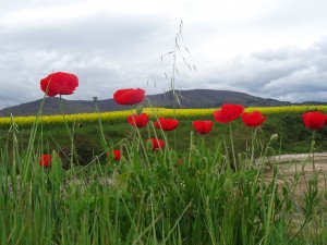 Remembering the ANZACs with poppies from the fields in Spain.
