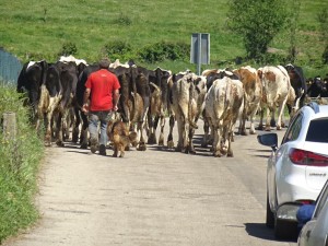 The cows give way to no one.